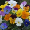 Серії "Vivaldi F1", "Floral Power F1", "Four Seasons F1 ампельна" (Takii)