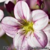 Ломикамінь - Saxifraga