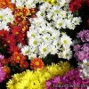 Хризантема - Chrysanthemum