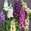 Левкой, Маттіола - Matthiola incana