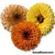Календула - Calendula officinalis Календула - Calendula officinalis