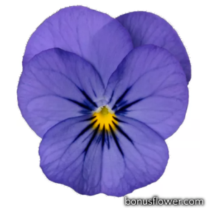 Виола Penny Pro Blue