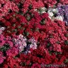 Флокс - Phlox