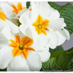 Примула бесстеб. Danova: White