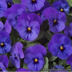 Виола Floral Power F1 Deep Blue
