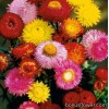 Безсмертник - Helichrysum