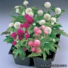 Гомфрена куляста - Gomphrena globosa