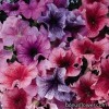 Петунія великоквіткова - Petunia grandiflora