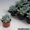 Ехеверія - Echeveria peacockii (desmetiana)