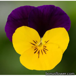 Виола Penny Pro Yellow Jump Up