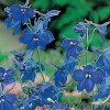Дельфініум беладонна - Delphinium belladonna