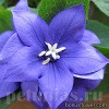 Платикодон (широкодзвоник) - Platycodon grandiflorus