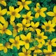 Череда - Bidens humilis Череда - Bidens humilis