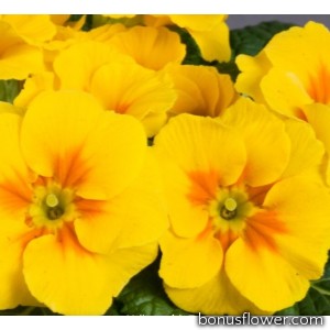 Примула бесстеб. Danova: Yellow with Eye