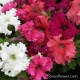 Серия "FRILLYTUNIA " (Floranova) Серия "FRILLYTUNIA " (Floranova)