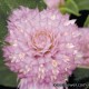 Гомфрена шаровидная - Gomphrena globosa Гомфрена шаровидная - Gomphrena globosa