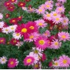 Піретрум - Pyrethrum