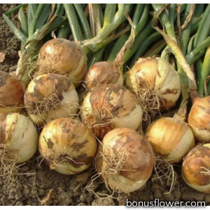 Цибуля сіянка Булат/Шекспір (Bulat/Shakespeare) 5,0 кг, Onion Top