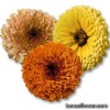 Календула - Calendula officinalis