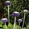 Примула - Primula