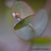 Евкаліпт Ганна - Eucalyptus gunnii