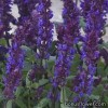 Сальвія лісова - Salvia nemorosa