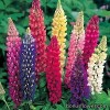 Люпин - Lupinus
