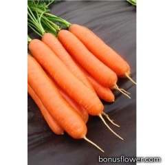 Морковь   "Дарина "