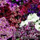 Схизантус визитонский - Schizanthus wisetonensis Схизантус визитонский - Schizanthus wisetonensis