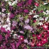 Лобелія ампельна - Lobelia erinus pendula