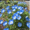Немофіла - Nemophila