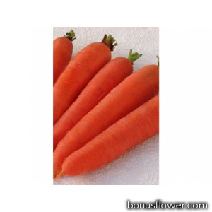 Морковь   "Цидера "