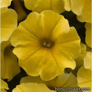 Петчоа Caliburst Yellow (Petchoa Petunia sp. x Calibrachoa sp.)