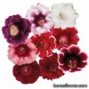 Глоксинія - Gloxinia (Sinningia speciosa)