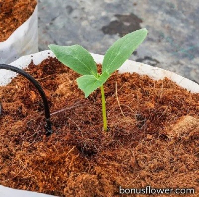 https://bonusflower.com/image/cache/295134717057bfee94fb7325188a1d89.jpg