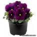 Виола Penny Pro Violet
