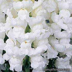 Львиный зев - MONACO F1 WHITE Group 2,3