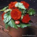 Бегония клубневая Amerihybrid Roseform Scarlet Orange