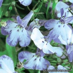 Лобелия черешковая RIVIERA BLUE SPLASH