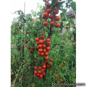 Томат Benarys Gardener's Delight (80см),  Benary, 10 шт