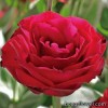 Лізіантус/Еустома - Eustoma grandiflorum