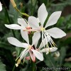 Гаура - Gaura lindheimeri