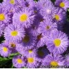 Злинка (Ерігерон) - Erigeron