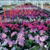 СЕРІЇ "SOLAR F1, HEATWAVE" (HEMGENETICS)