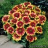 Гайлардія - Gaillardia