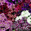 Схізантус візитонський - Schizanthus wisetonensis