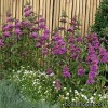 Монарда - Monarda 