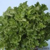 Гейхера  - Heuchera 