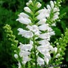 Фізостегія - Physostegia