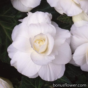Бегония клубневая Amerihybrid Roseform White